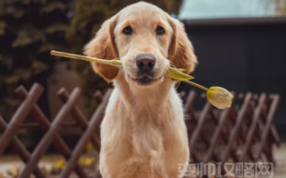 说男生细狗是什么意思 （为什么女生不喜欢细狗）