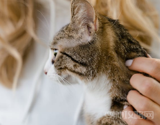 情侣之间养的猫名字(猫咪名字奇葩搞笑)-第1张图片 情侣之间养的猫名字(猫咪名字奇葩搞笑)-第1张图片