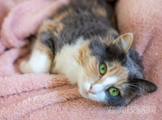 情侣之间养什么宠物好(什么宠物不建议养)-第1张图片 情侣之间养什么宠物好(什么宠物不建议养)-第1张图片