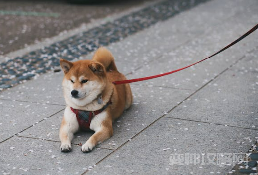 情侣之间养的狗取什么名字(狗狗名字独特小众)-第1张图片 情侣之间养的狗取什么名字(狗狗名字独特小众)-第1张图片