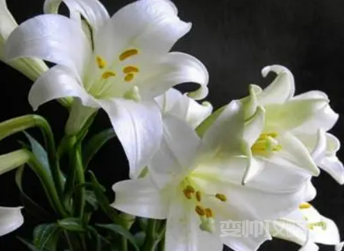 情侣之间养什么花比较好(情侣一起养花养什么花寓意好)-第1张图片 情侣之间养什么花比较好(情侣一起养花养什么花寓意好)-第1张图片