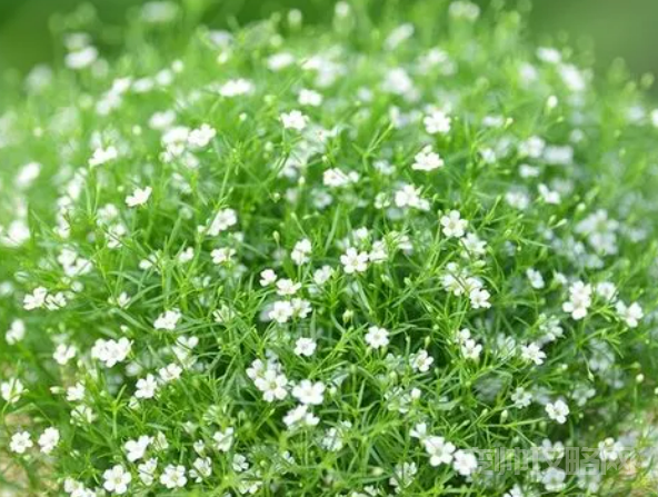 情侣之间养什么花比较好(情侣一起养花养什么花寓意好)-第2张图片 情侣之间养什么花比较好(情侣一起养花养什么花寓意好)-第2张图片