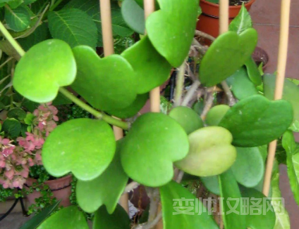 情侣之间养什么花比较好(情侣一起养花养什么花寓意好)-第3张图片 情侣之间养什么花比较好(情侣一起养花养什么花寓意好)-第3张图片