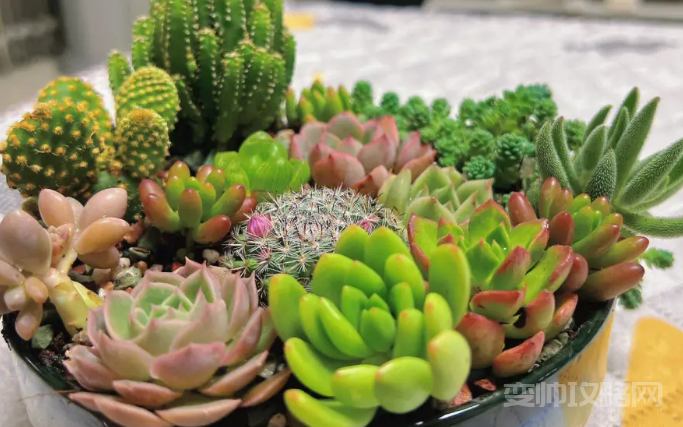 情侣之间养什么花比较好(情侣一起养花养什么花寓意好)-第4张图片 情侣之间养什么花比较好(情侣一起养花养什么花寓意好)-第4张图片