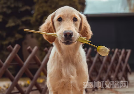 说男生细狗是什么意思 (为什么女生不喜欢细狗)-第1张图片 说男生细狗是什么意思 (为什么女生不喜欢细狗)-第1张图片
