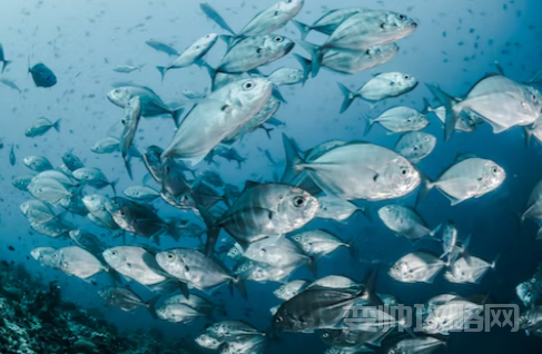 健身吃鱼肉好吗 (运动锻炼吃鱼肉有什么好处)-第1张图片 健身吃鱼肉好吗 (运动锻炼吃鱼肉有什么好处)-第1张图片